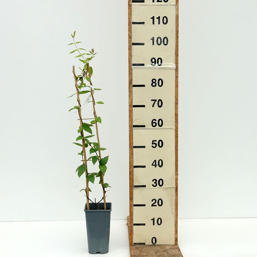 Example of Chèvrefeuille - Lonicera similis var. delavayi Pot de 4L/5L as you get in ete