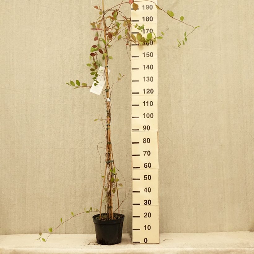 Example of Chèvrefeuille - Lonicera x heckrottii Pot de 3L/4L as you get in ete