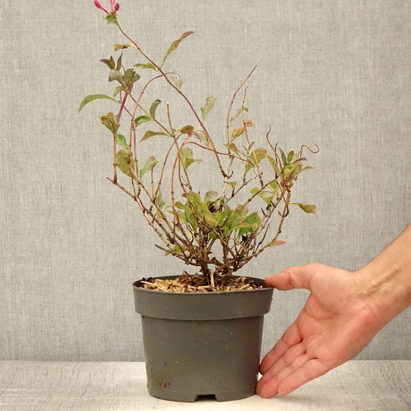 Example of Chèvrefeuille nain - Lonicera periclymenum Chic et Choc Pot de 2L/3L as you get in ete