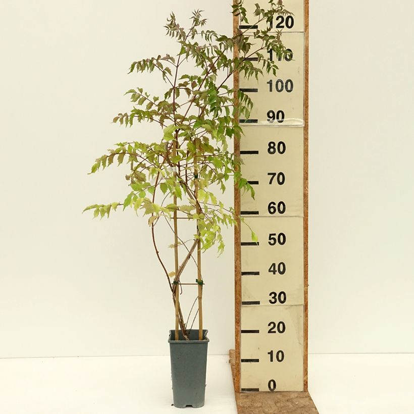 Example of Chevrefeuille x brownii Golden Trumpet Pot de 2L/3L as you get in ete