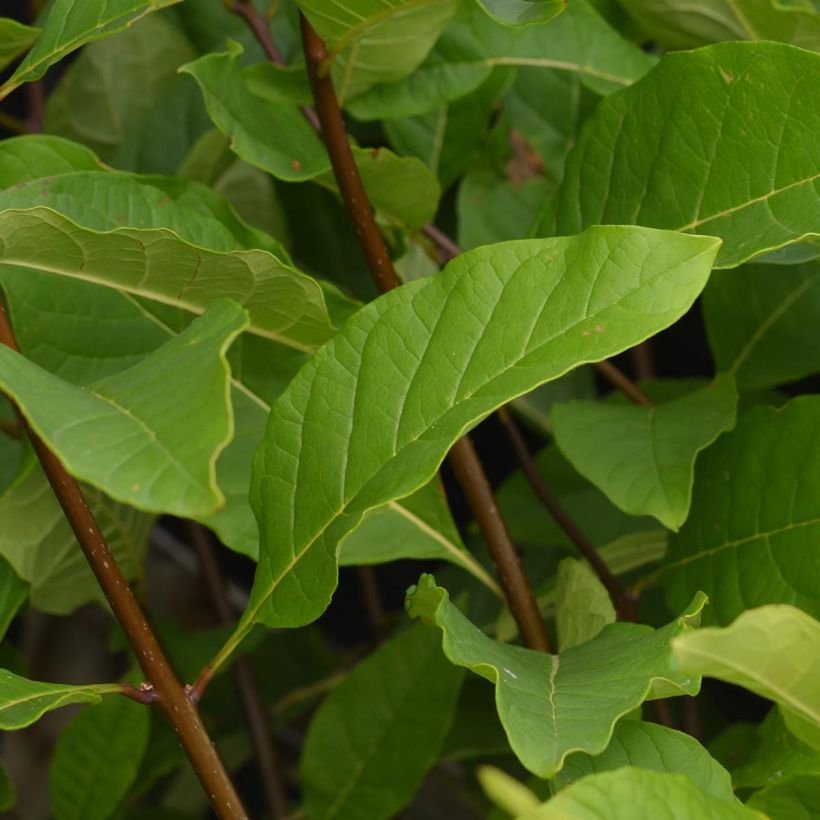 Chionanthus virginicus - Arbre de neige (Foliage)