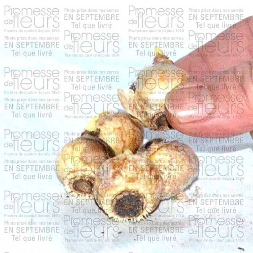 Example of Chionodoxa forbesii Blue Giant Bulbe size 5+ as you get