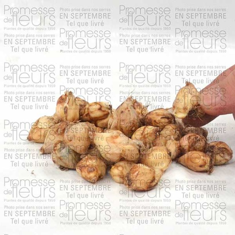 Example of Chionodoxa forbesii Violet Beauty Bulbe size 5+ as you get