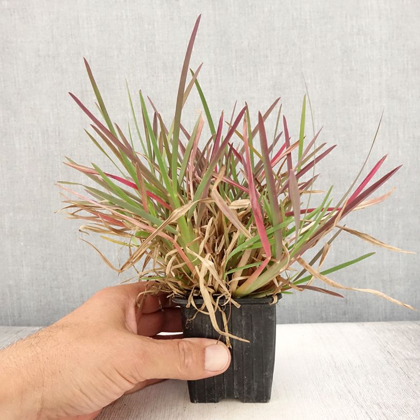 Example of Chloris distichophylla Godet de 8/9 cm as you get in ete
