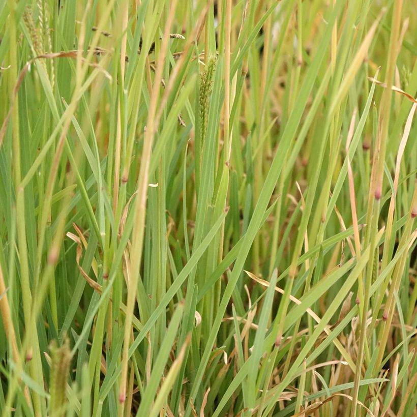 Chloris virgata - Herbe à plumes de Rhodes (Foliage)