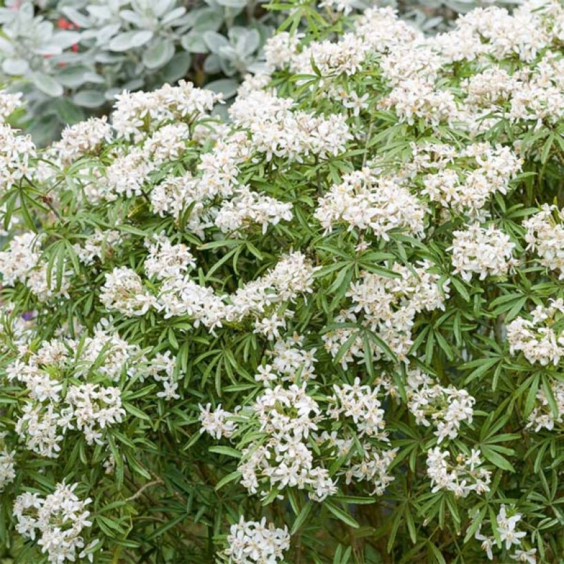 Choisya White Dazzler - Oranger du Mexique nain (Flowering)