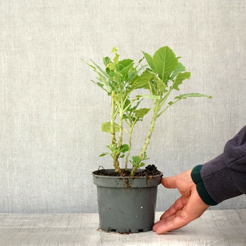 Example of Chou perpétuel Daubenton en plant - Brassica oleracea ramosa  Pot de 1,5L/2L as you get in automne
