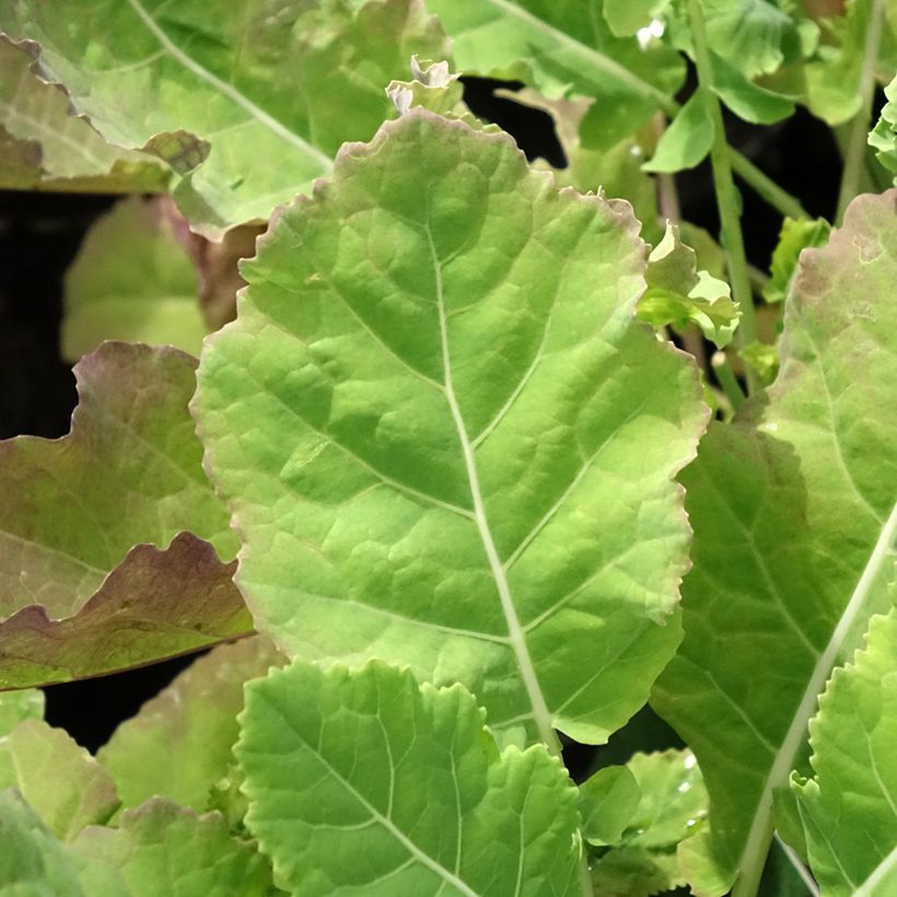 Chou perpétuel Daubenton en plant - Brassica oleracea ramosa  (Foliage)