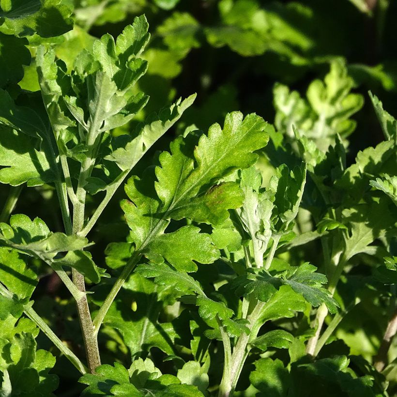 Chrysanthème des jardins Citronella - Chrysanthemum indicum (Foliage)