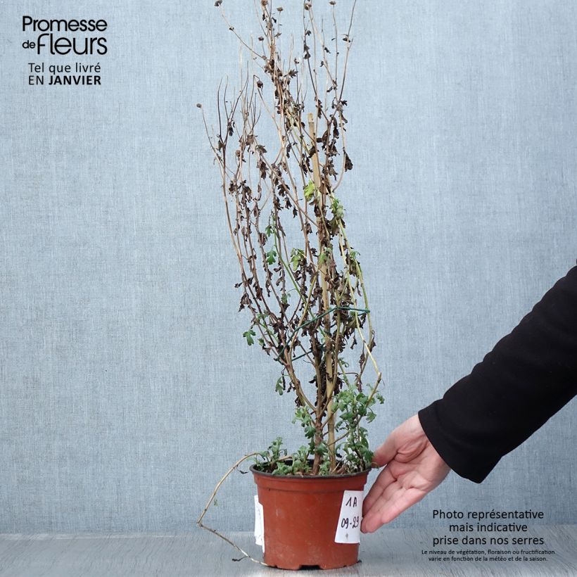 Example of Chrysanthème des jardins Cottage Apricot - Chrysanthemum indicum Pot de 2L/3L as you get in hiver