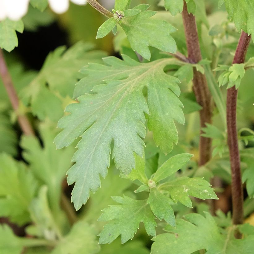 Chrysanthème des jardins Hebe - Chrysanthemum koreanum (Foliage)