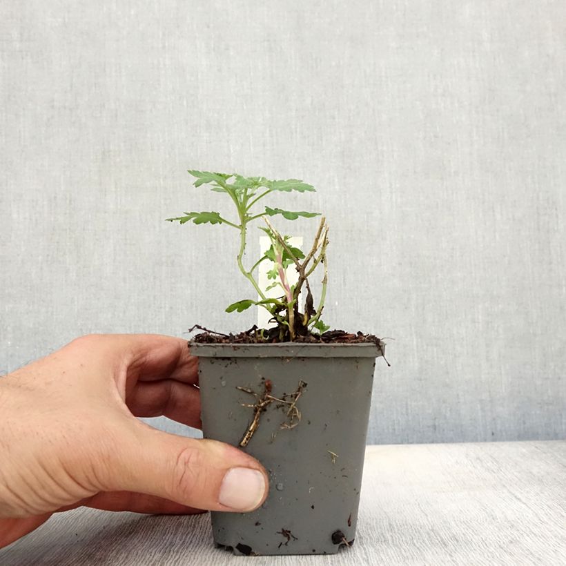 Example of Chrysanthème des jardins Julia - Chrysanthemum (x) indicum Godet de 8/9 cm as you get in automne