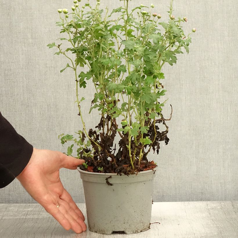 Example of Chrysanthème des jardins Julia - Chrysanthemum (x) indicum Pot de 2L/3L as you get in automne