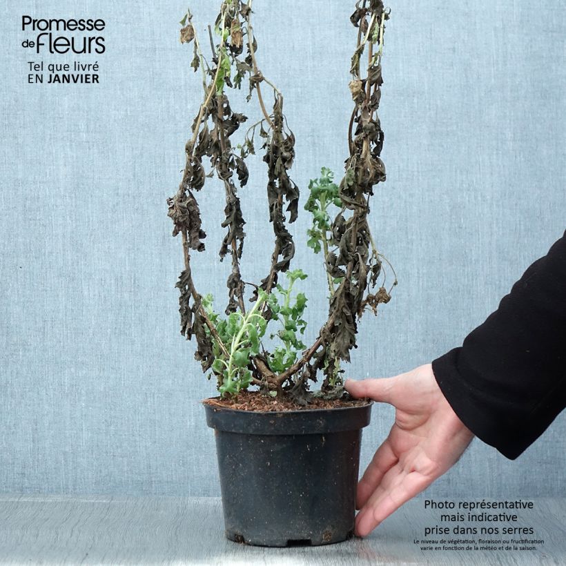 Example of Chrysanthème indicum Poésie - Marguerite d'automne Pot de 2L/3L as you get in hiver