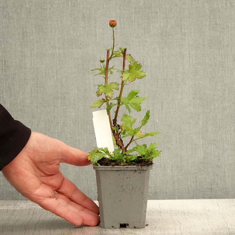 Example of Chrysanthème rubellum Dernier Soleil - Marguerite d'automne. Godet de 8/9 cm as you get in automne