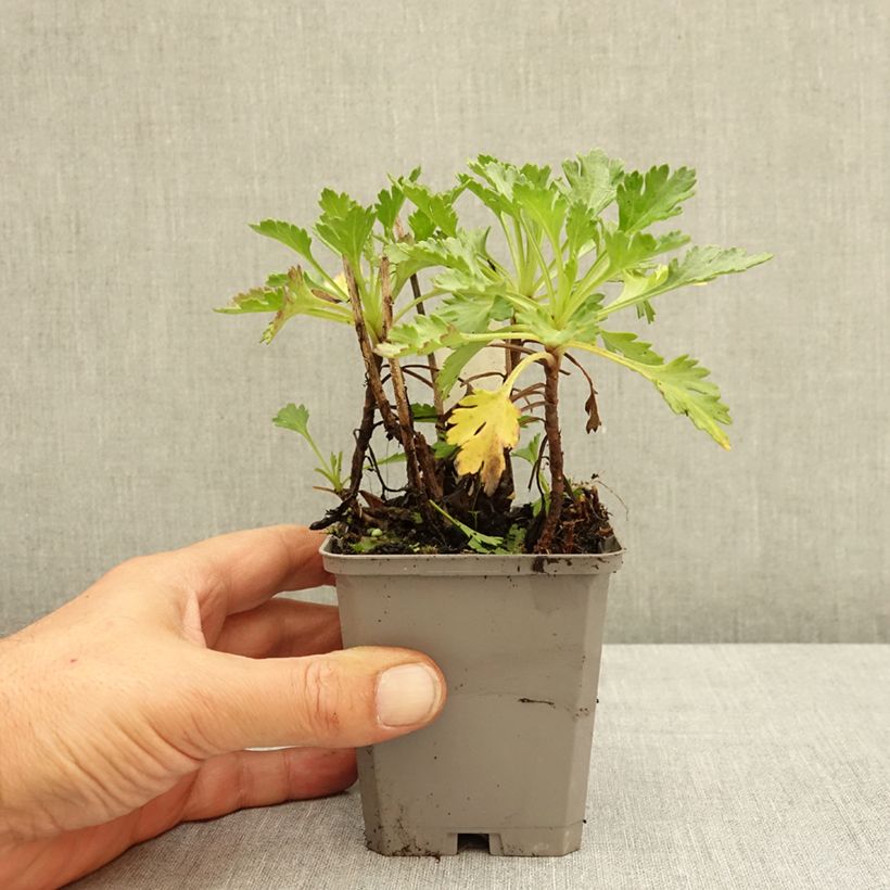 Example of Chrysanthemum arcticum Roseum, Marguerite Godet de 8/9 cm as you get in ete