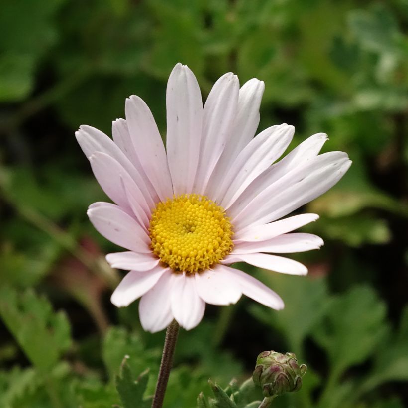 Chrysanthemum arcticum Roseum, Marguerite (Flowering)