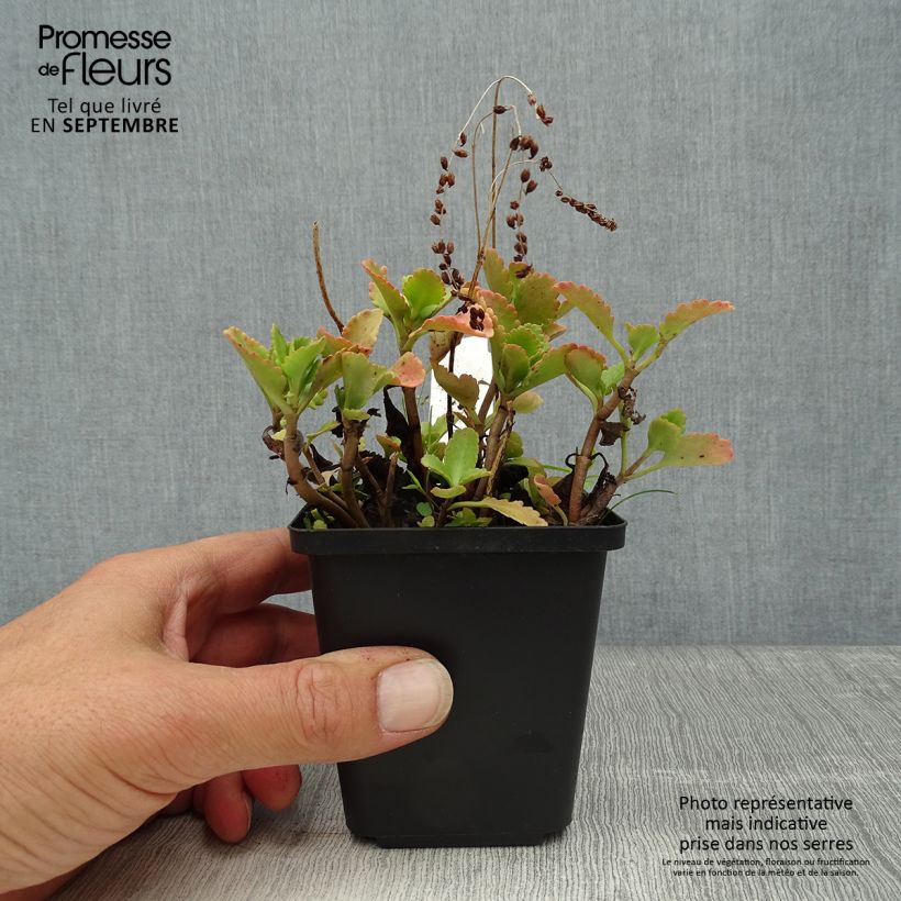 Example of Chrysosplenium oppositifolium, Dorine Godet de 8/9 cm as you get in automne