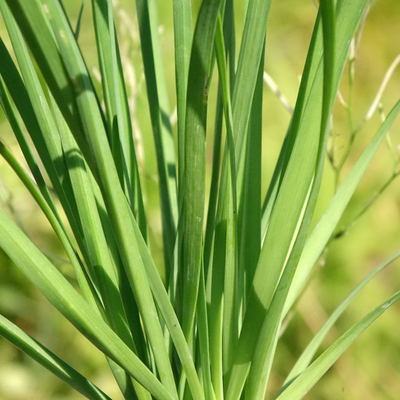 Ciboulail - Ciboule de Chine en plants (Foliage)