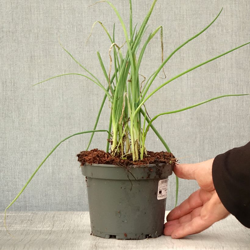 Example of Ciboule ou Cive - Allium fistulosum Pot de 1,5L/2L as you get in automne