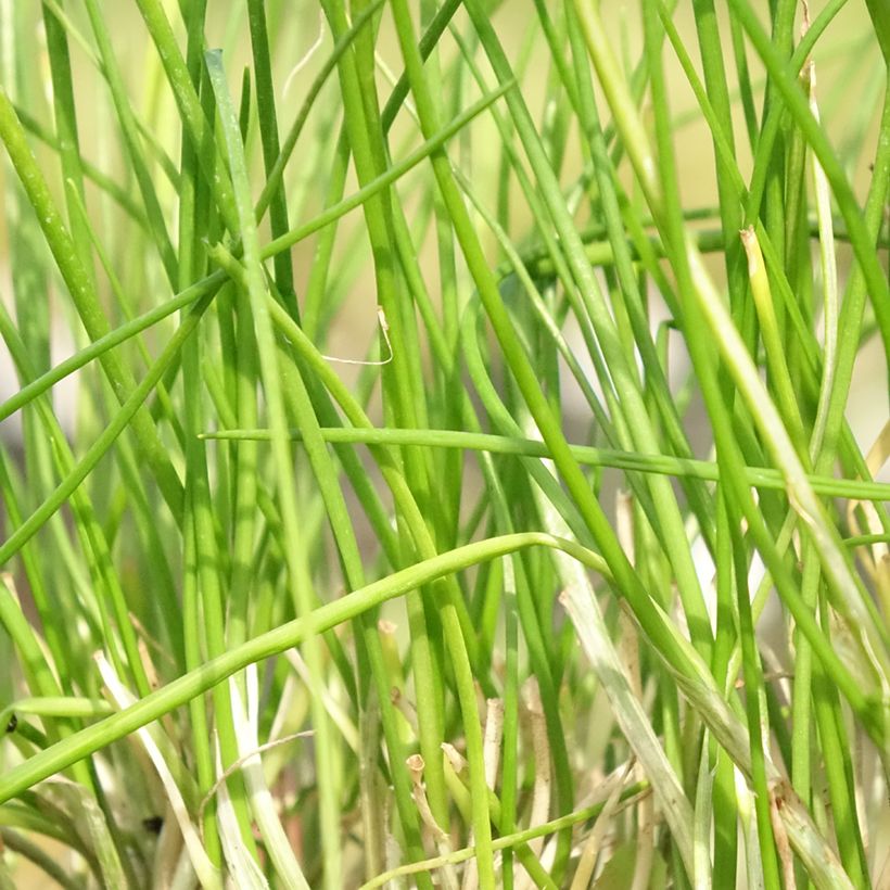 Ciboulette - Allium schoenoprasum Corsican White (Foliage)
