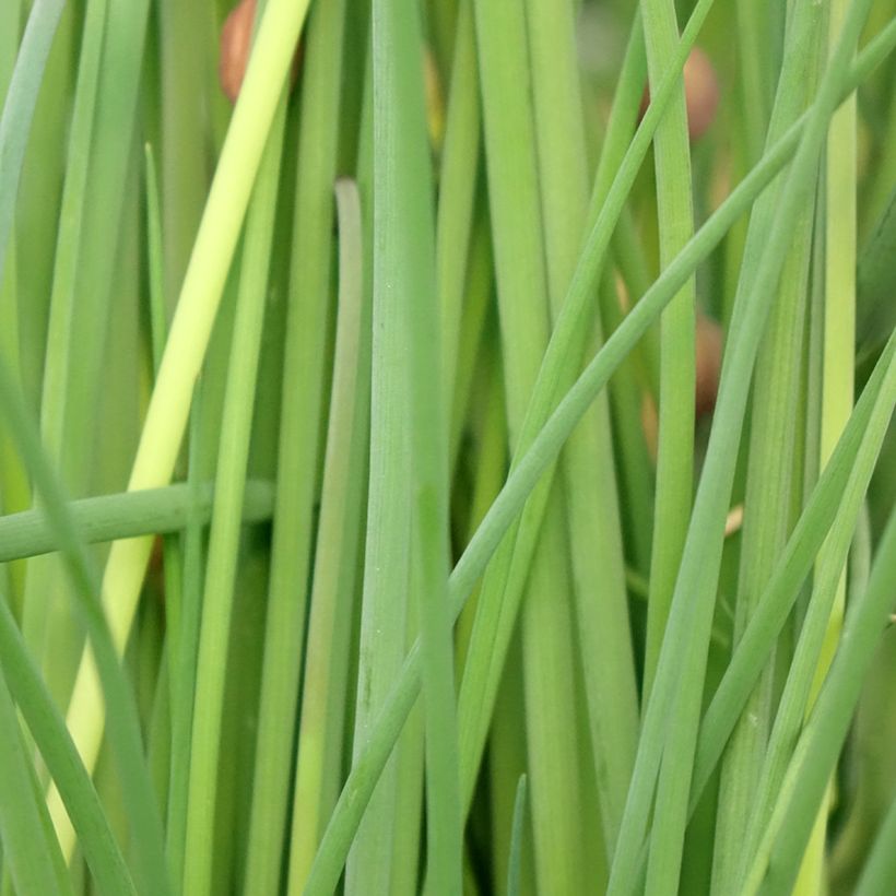 Ciboulette - Civette en plant BIO (Foliage)