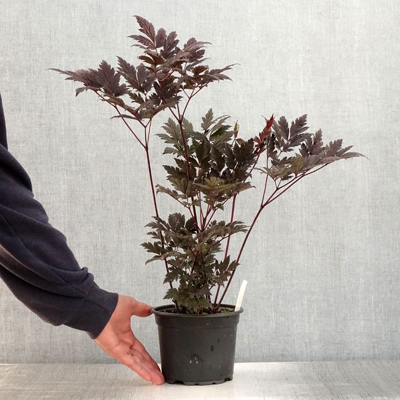 Example of Cierge d'argent - Cimicifuga, Actaea simplex Atropurpurea Pot de 2L/3L as you get in ete