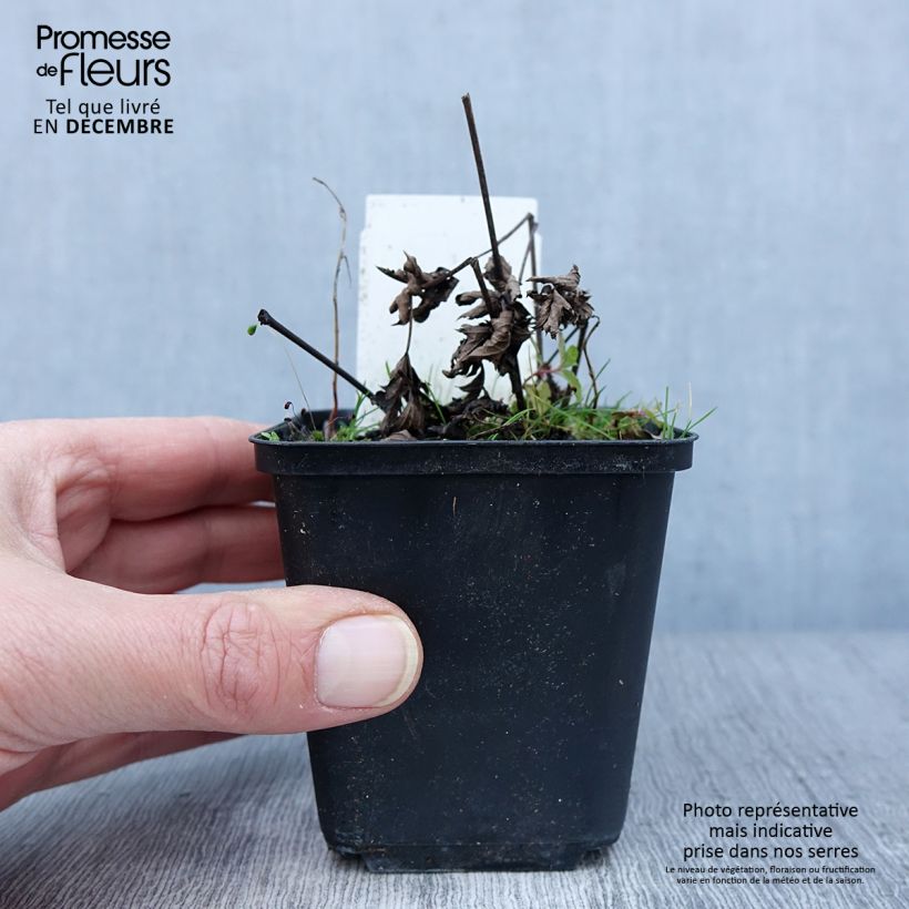 Example of Cierge d'argent - Cimicifuga, Actaea simplex Chocoholic Godet de 8/9 cm as you get in automne