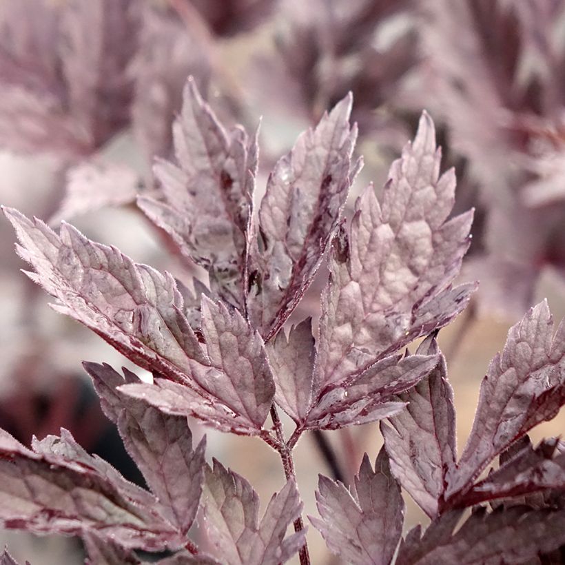 Cierge d'argent - Cimicifuga, Actaea simplex Chocoholic (Foliage)