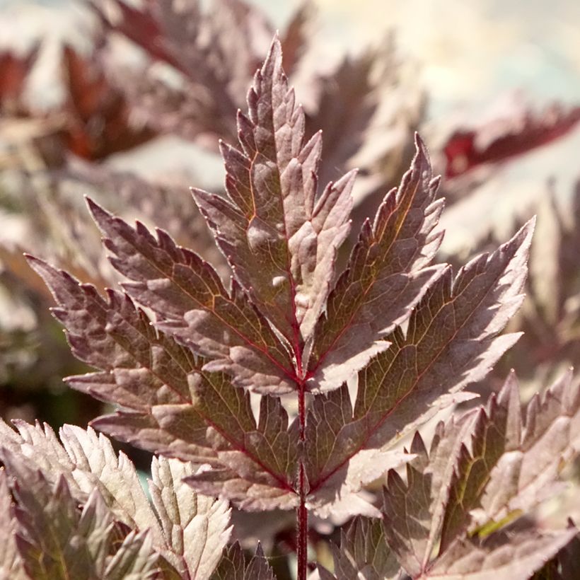 Cierge d'argent, Cimicifuga simplex Pink Spike (Foliage)