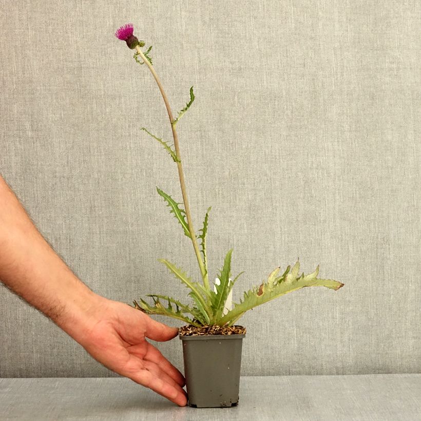 Example of Cirsium rivulare Trevors Blue Wonder - Cirse des rives Godet de 8/9 cm as you get in ete