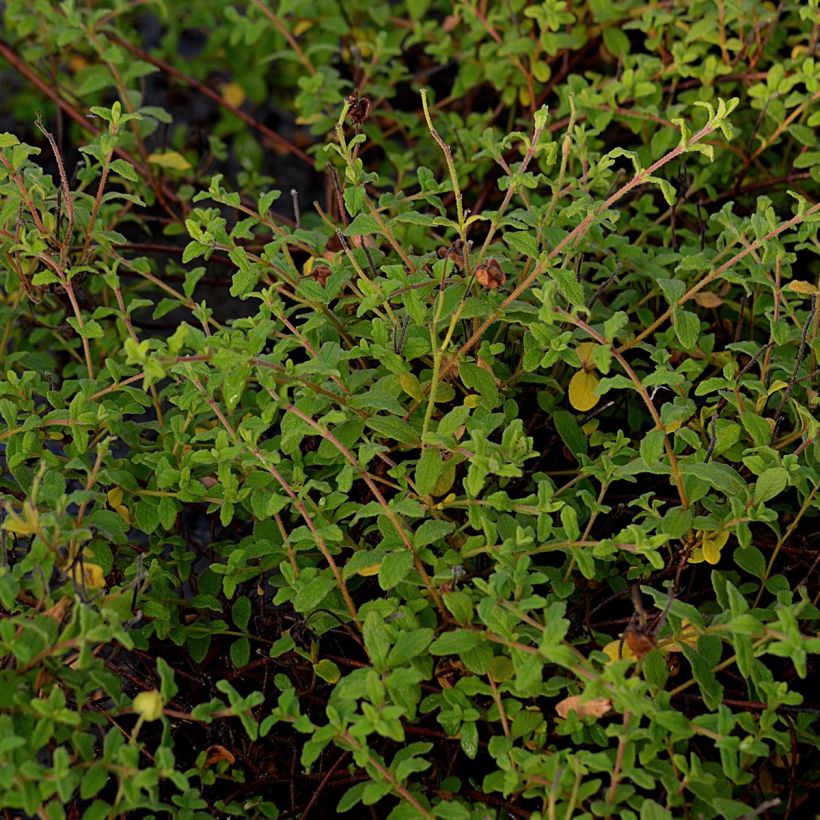 Cistus monspeliensis - Ciste de Montpellier (Foliage)