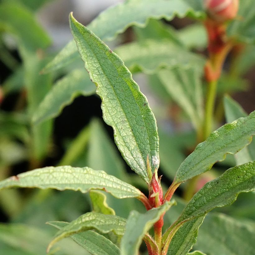 Cistus aguilarii Maculatus - Ciste hybride (Foliage)