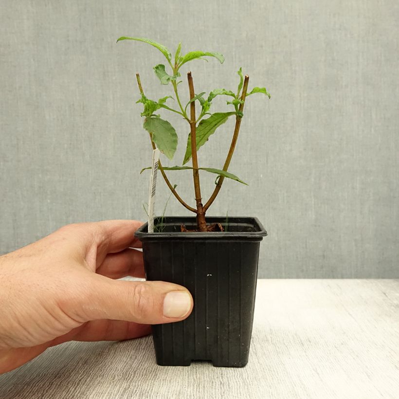 Example of Cistus aguilarii Maculatus - Ciste hybride Godet de 8/9 cm as you get in automne