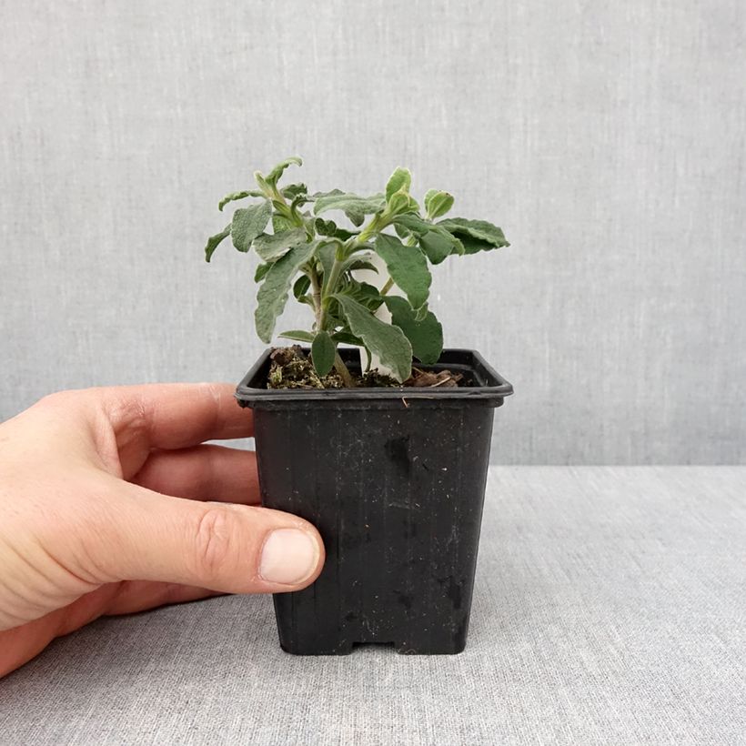 Example of Cistus Grayswood Pink - Ciste hybride Godet de 8/9 cm as you get in hiver