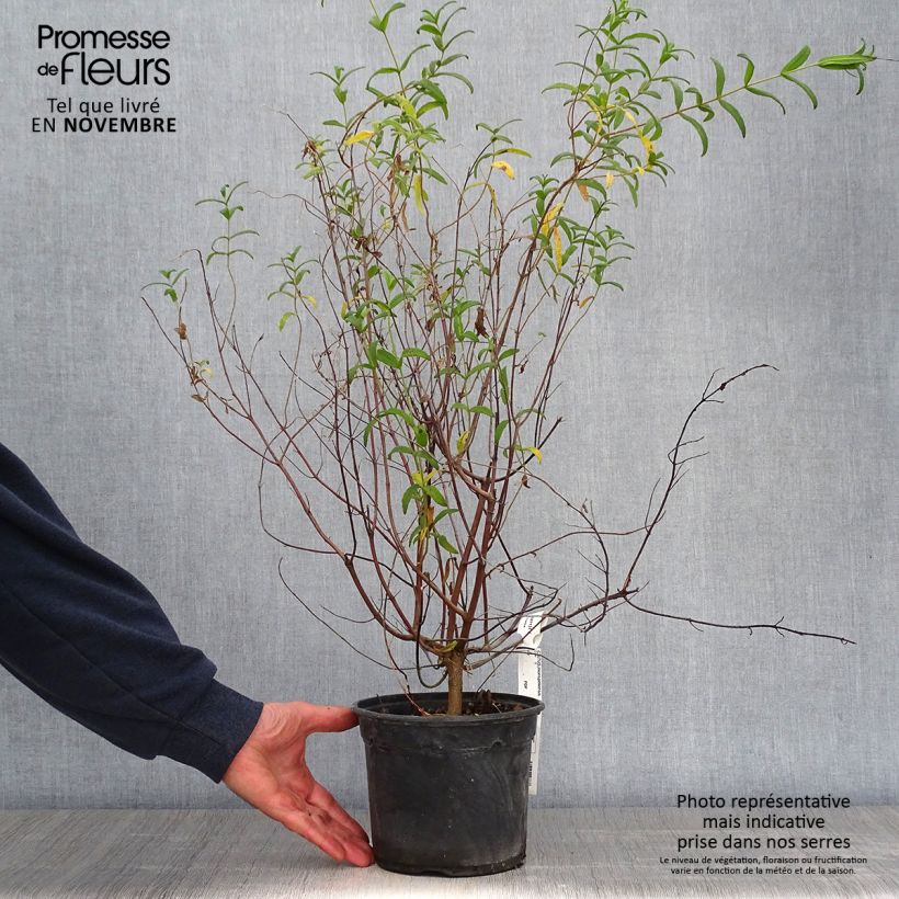 Example of Cistus monspeliensis - Ciste de Montpellier Pot de 2L/3L as you get in automne