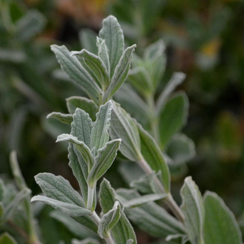 Cistus pulverulentus Sunset - Ciste pulvérulent (Foliage)
