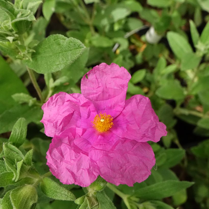 Cistus pulverulentus Sunset - Ciste pulvérulent (Flowering)