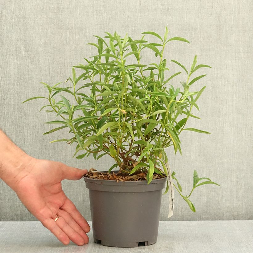 Example of Cistus purpureus Betty Taudevin - Ciste pourpre Pot de 2L/3L as you get in ete