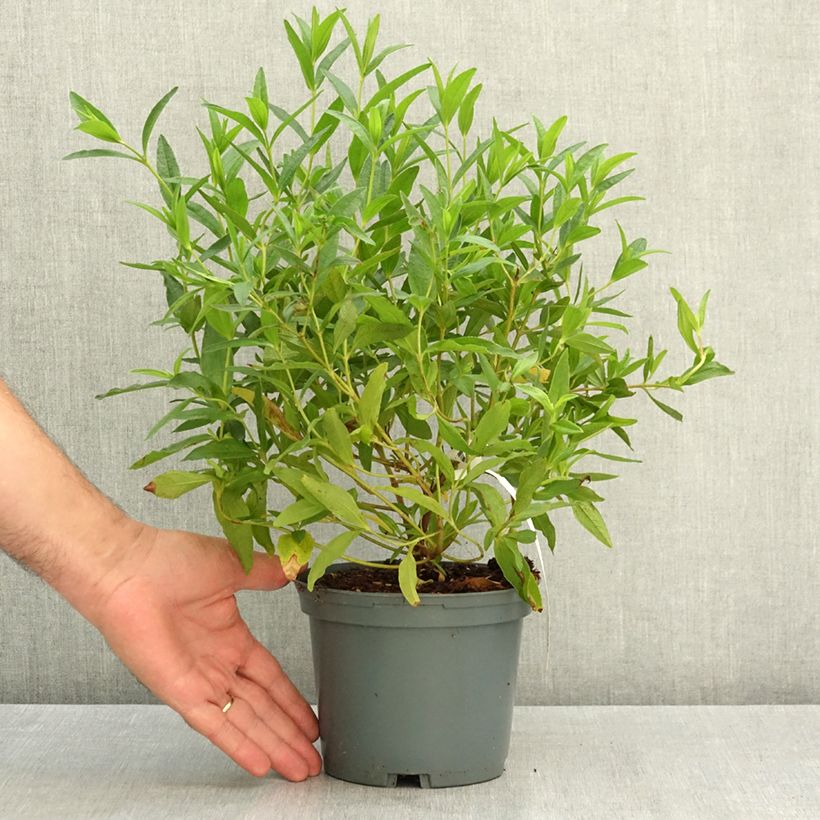 Example of Cistus (x) loretii - Ciste à feuilles étroites Pot de 2L/3L as you get in ete