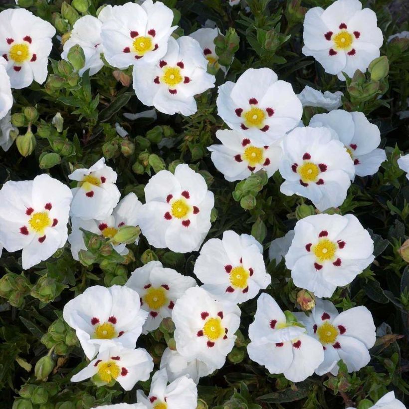Ciste du Portugal - Cistus x lusitanicus Decumbens (Flowering)