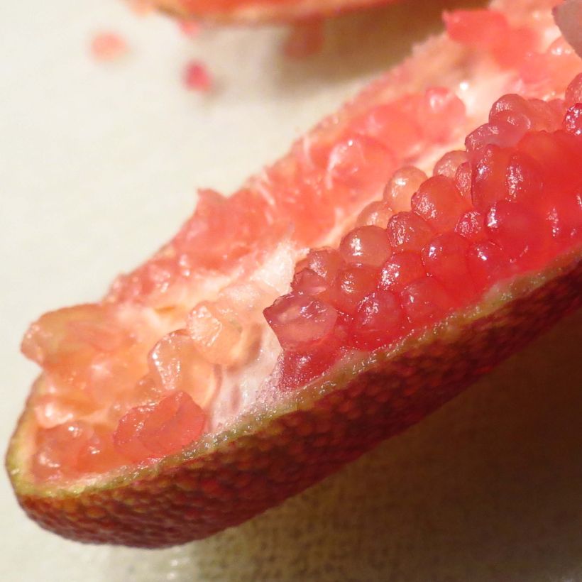 Citron caviar grains rouges Red Crystal - Microcitrus australasica (Harvest)