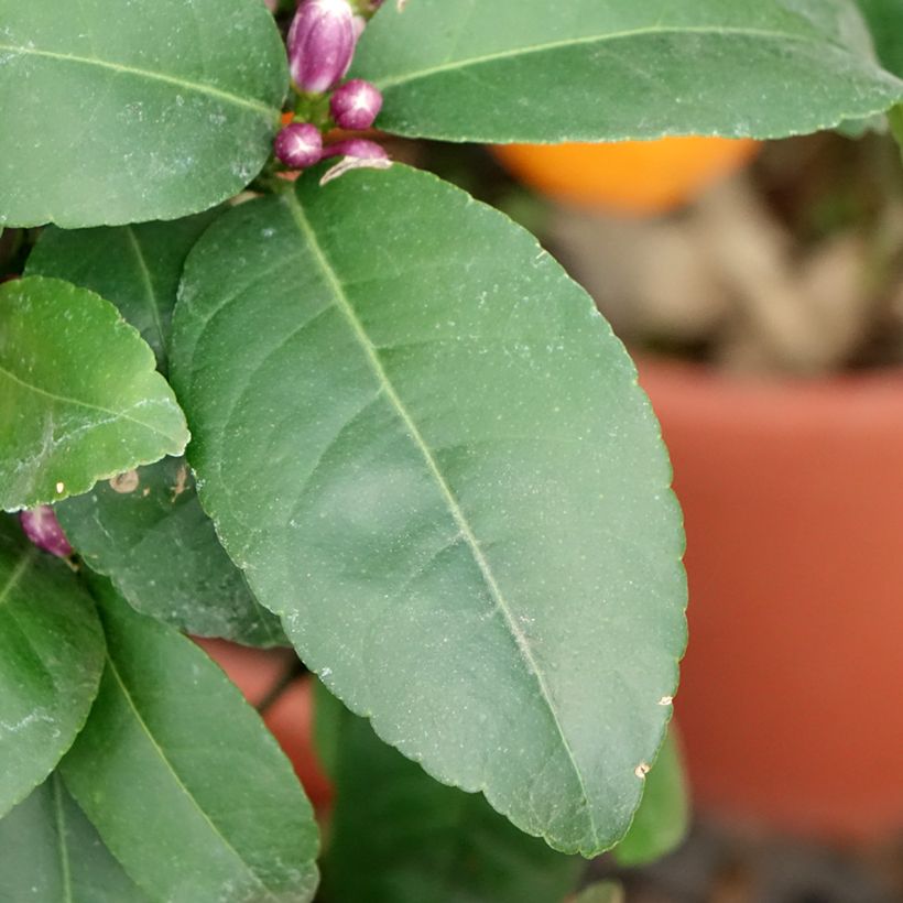 Citron vert Red Lime - Citrus aurantifolia (Foliage)