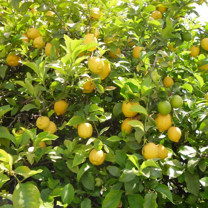 Citronnier des 4 saisons - Citrus limon (Harvest)