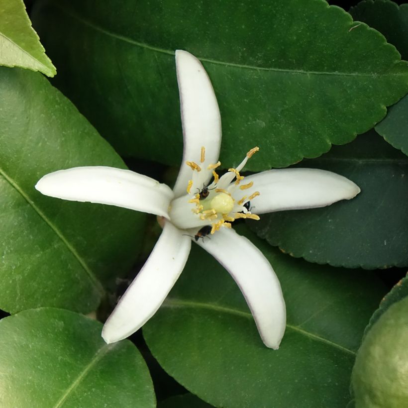 Citronnier - Citrus limon Adamo (Flowering)