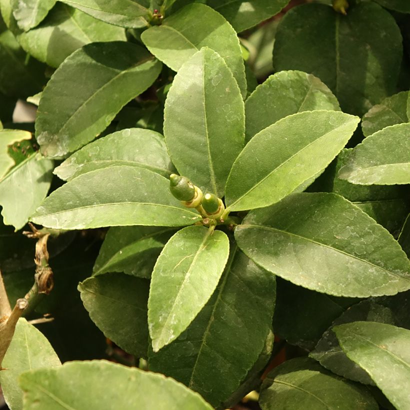 Citronnier - Citrus limon Lemox (Foliage)