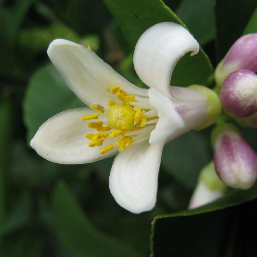 Citronnier Meyer - Citrus x meyeri (Flowering)