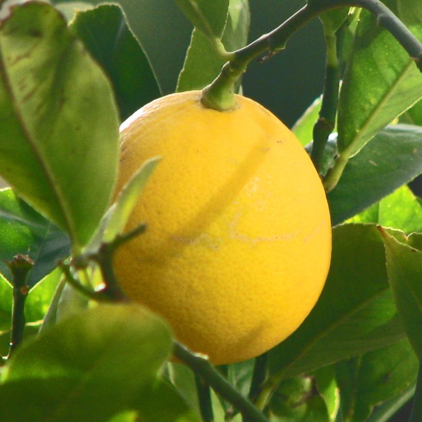 Citronnier Meyer - Citrus x meyeri (Harvest)
