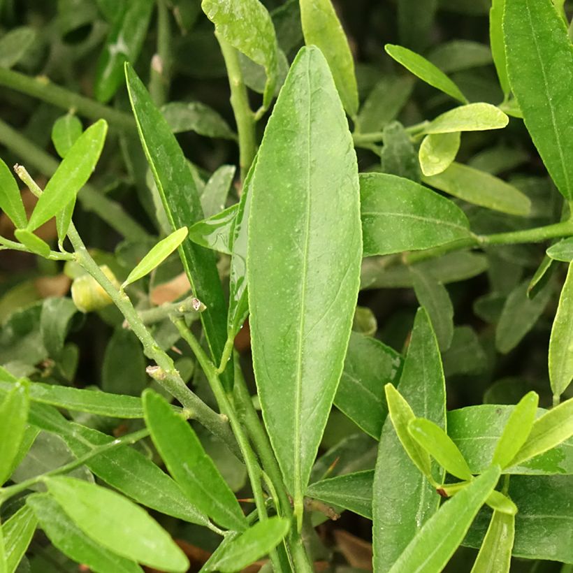 Citrus glauca - Lime du désert (Foliage)