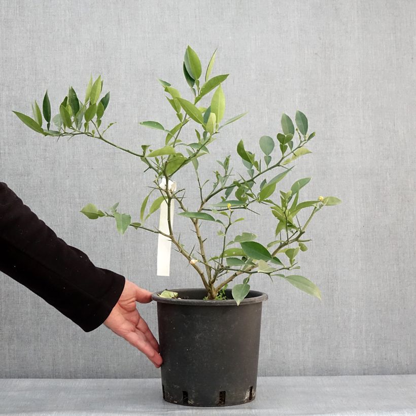 Example of Citrus ichangensis - Ichang Papeda  Pot de 3L/4L, Touffe as you get in hiver